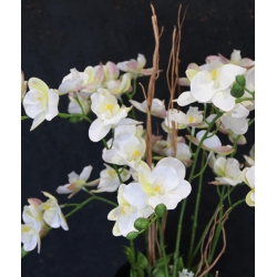 Kompozycja PREMIUM STORCZYKI BIAŁE 10-pędów w złotej osłonce MAXI